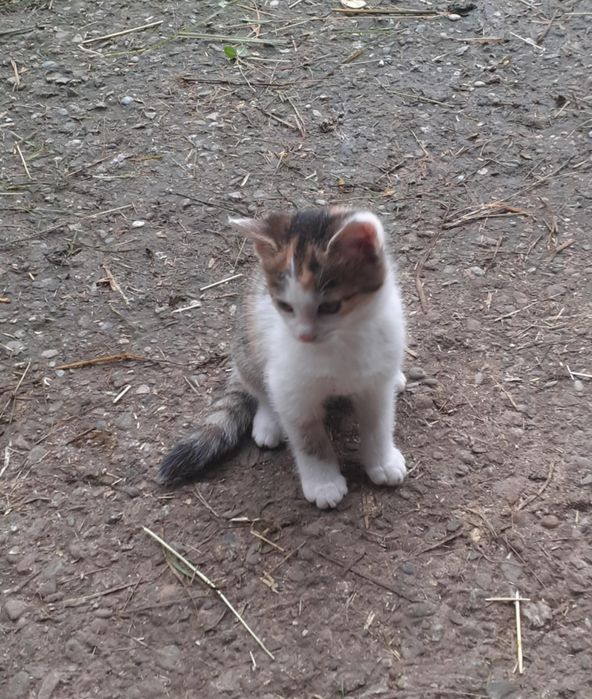 Mam do oddania 3 małe kotki