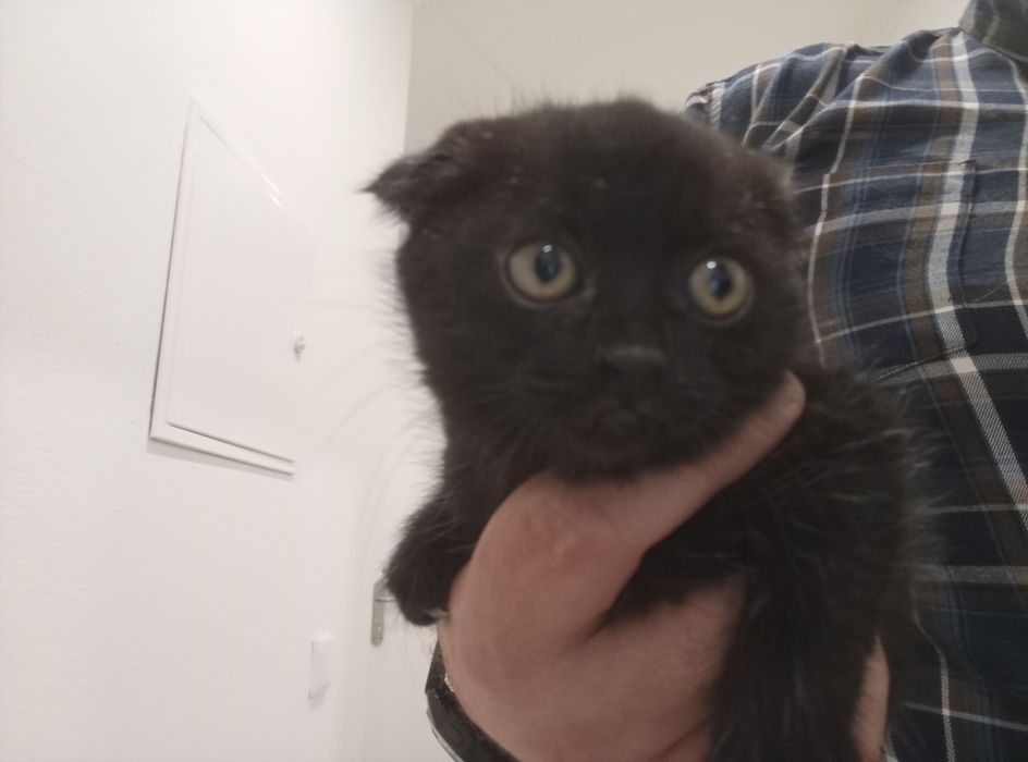 Gatinho scottish fold