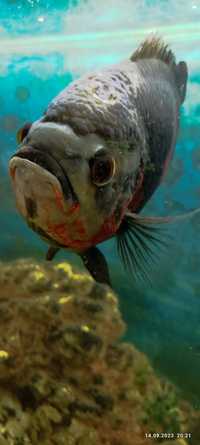 Акваріумна риба Астронотус (вік-8 років)в