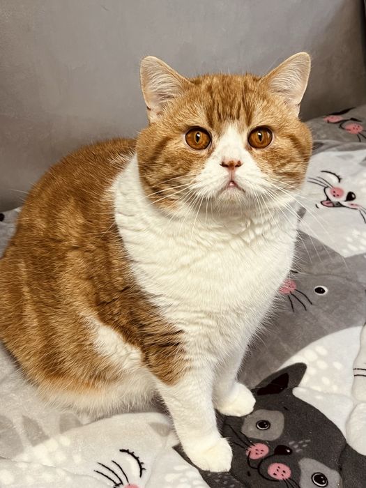 Страйт, шотландський котик.