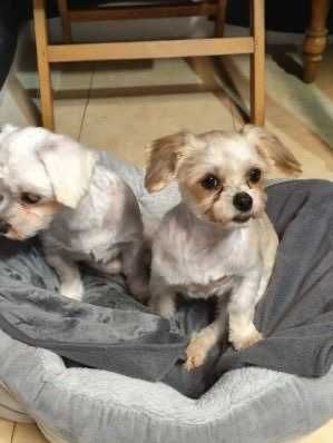 NESCA do adopcji sunia