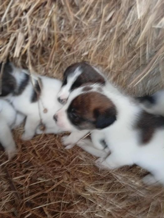 Rafeiros Alentejanos