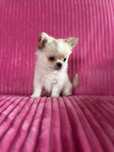 Cudowny mini piesek Karl