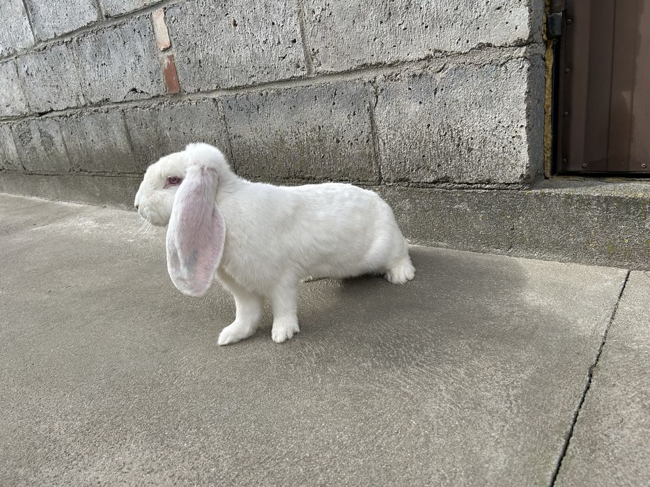 Baran francuski samica