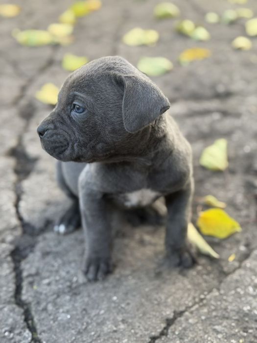 Продам щенков Коне Корсо