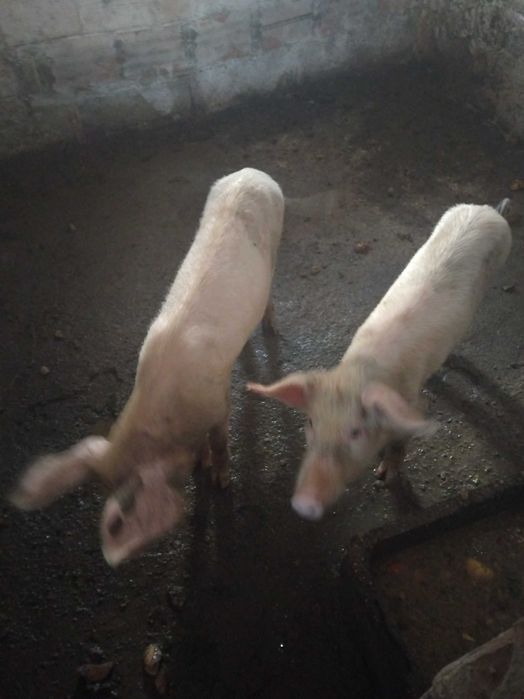 Vendo porcos agueda