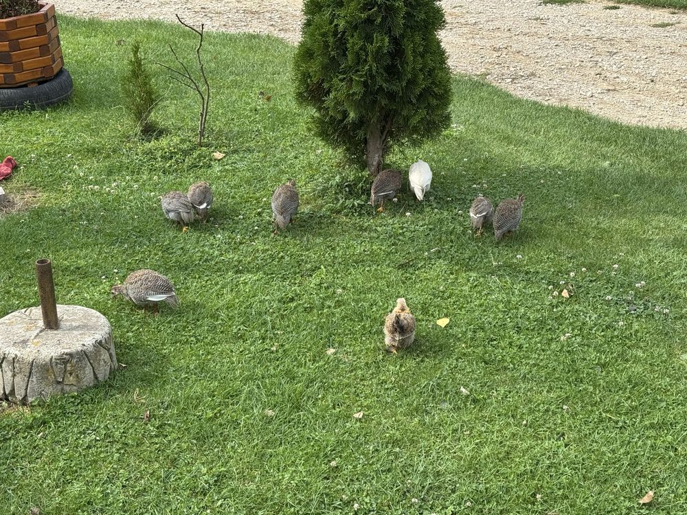 Perliczki Polecam