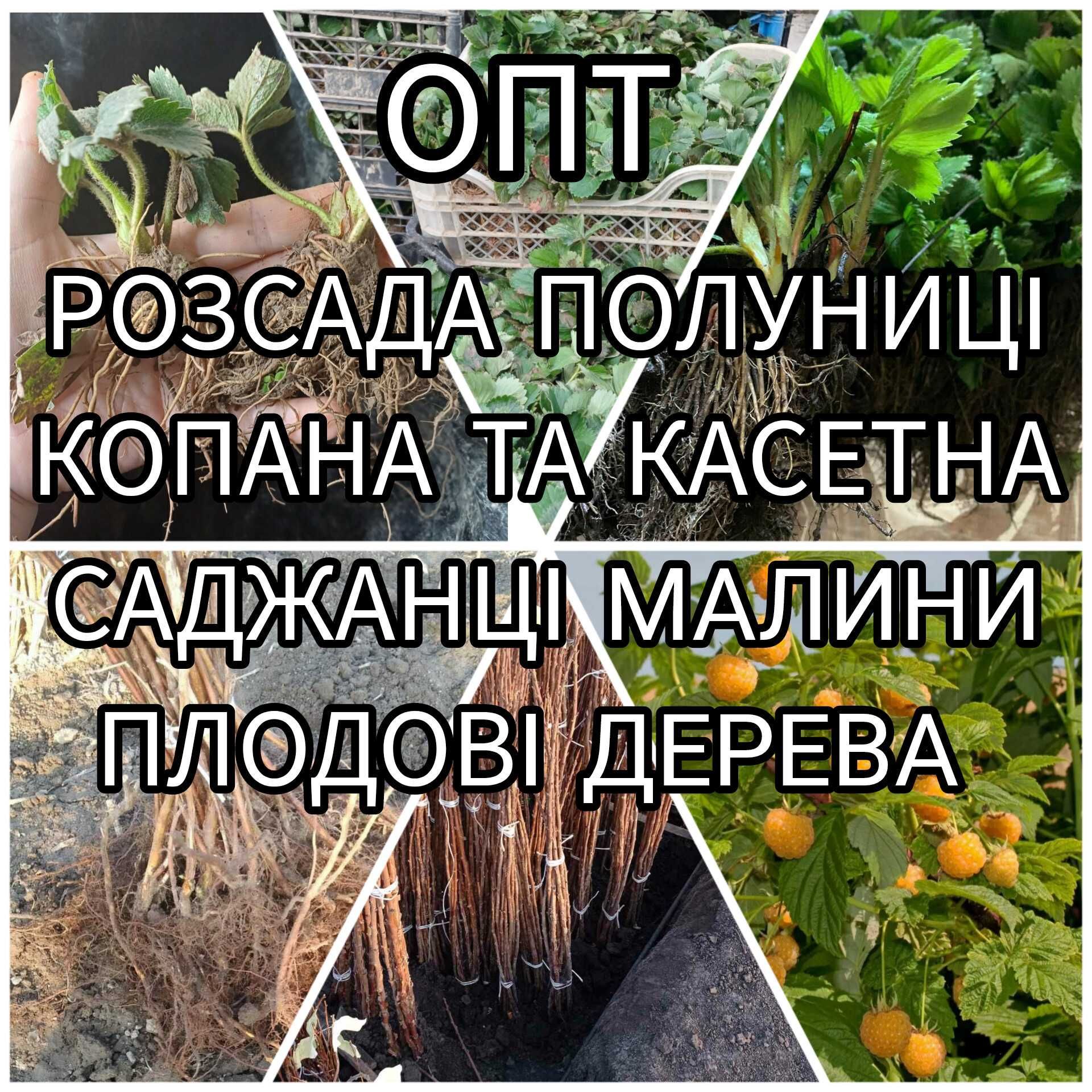 Саджанці Полуниці Розсада Малина Плодові дерева Саженцы Клубники