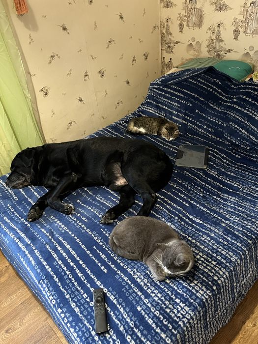 Ошейник YFbrite LED светящийся