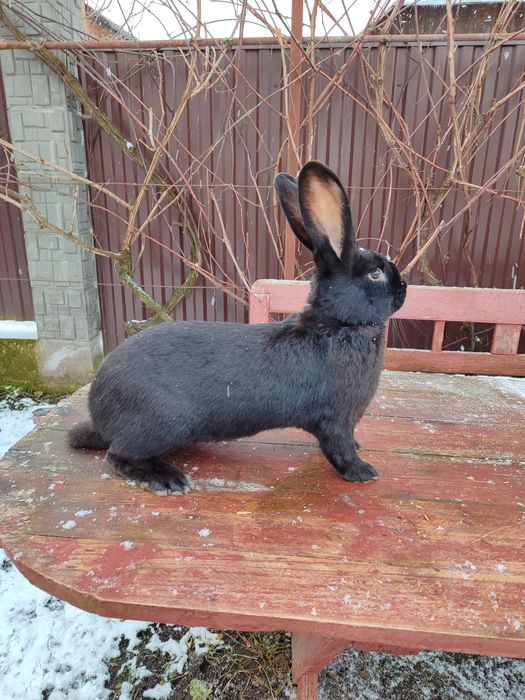 Кролики німецький строкач