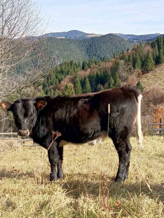 Продається теличка