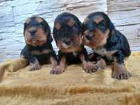 Cocker Spaniel Angielski