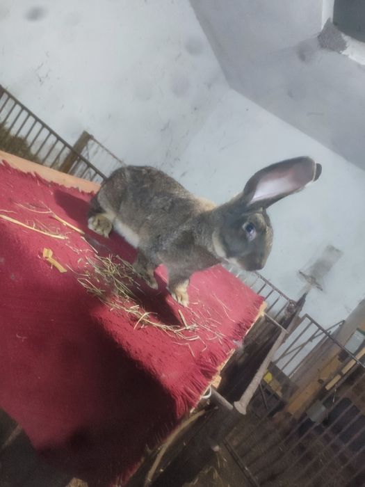 Olbrzym belgijski samice samice