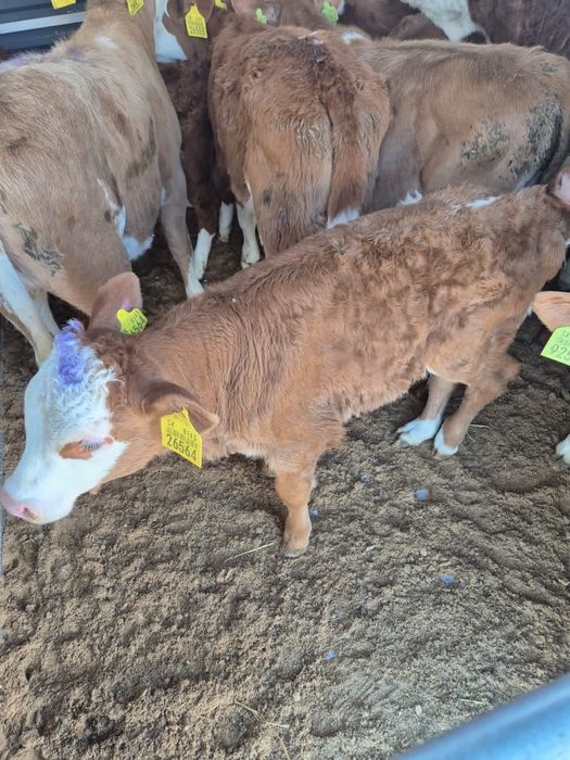 Jałówki mięsne simental opasowe bydlo odsadki