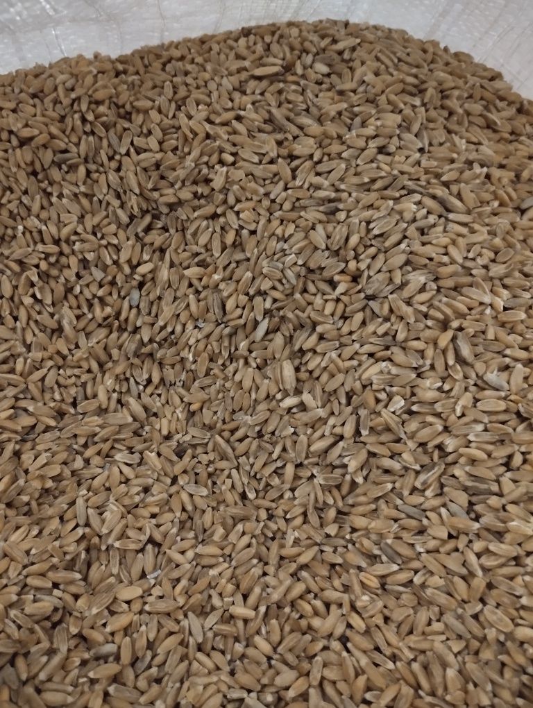 Mąka orkiszowa lecznicza  z własnych upraw oberkulmer rotkorn