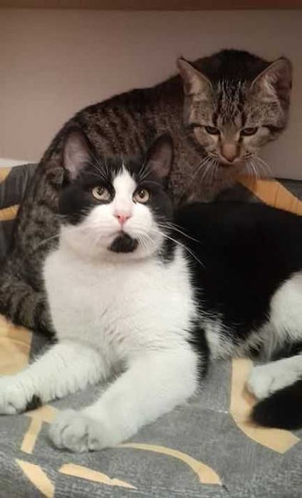 віддам кота кошеня хлопці 10міс щеплені