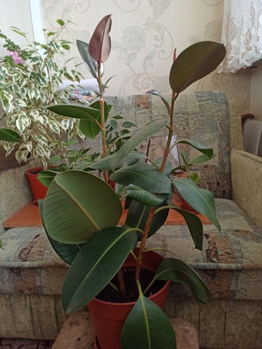 Фікус широколистий