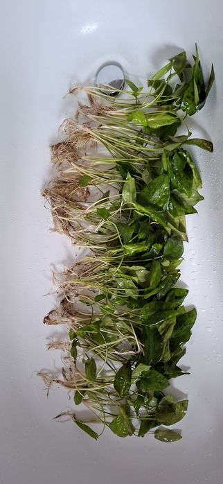 żabienica - roślina akwariowa