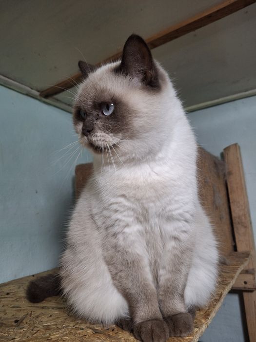 Кошечка ищет дом.