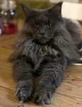 Kotka Epi Maine Coon szuka nowego domu