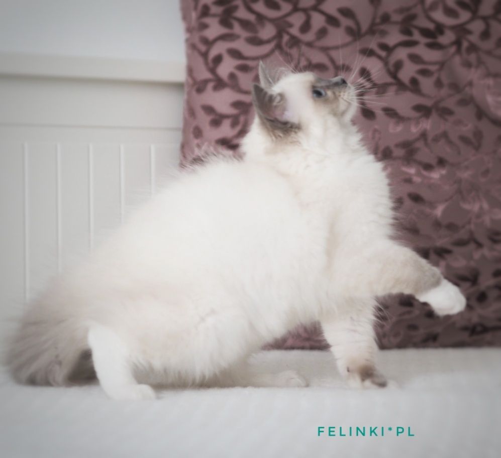 RAGDOLL cudna kotka do hodowli