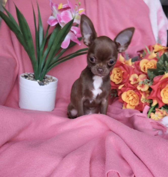 Piesek Czekoladowy Chihuahua!