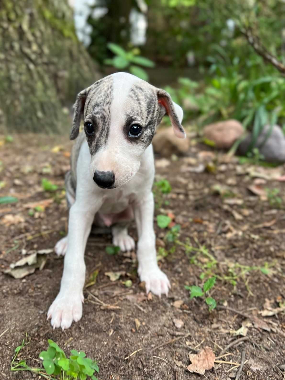 whippet chart angielski piesek hodowla FCI