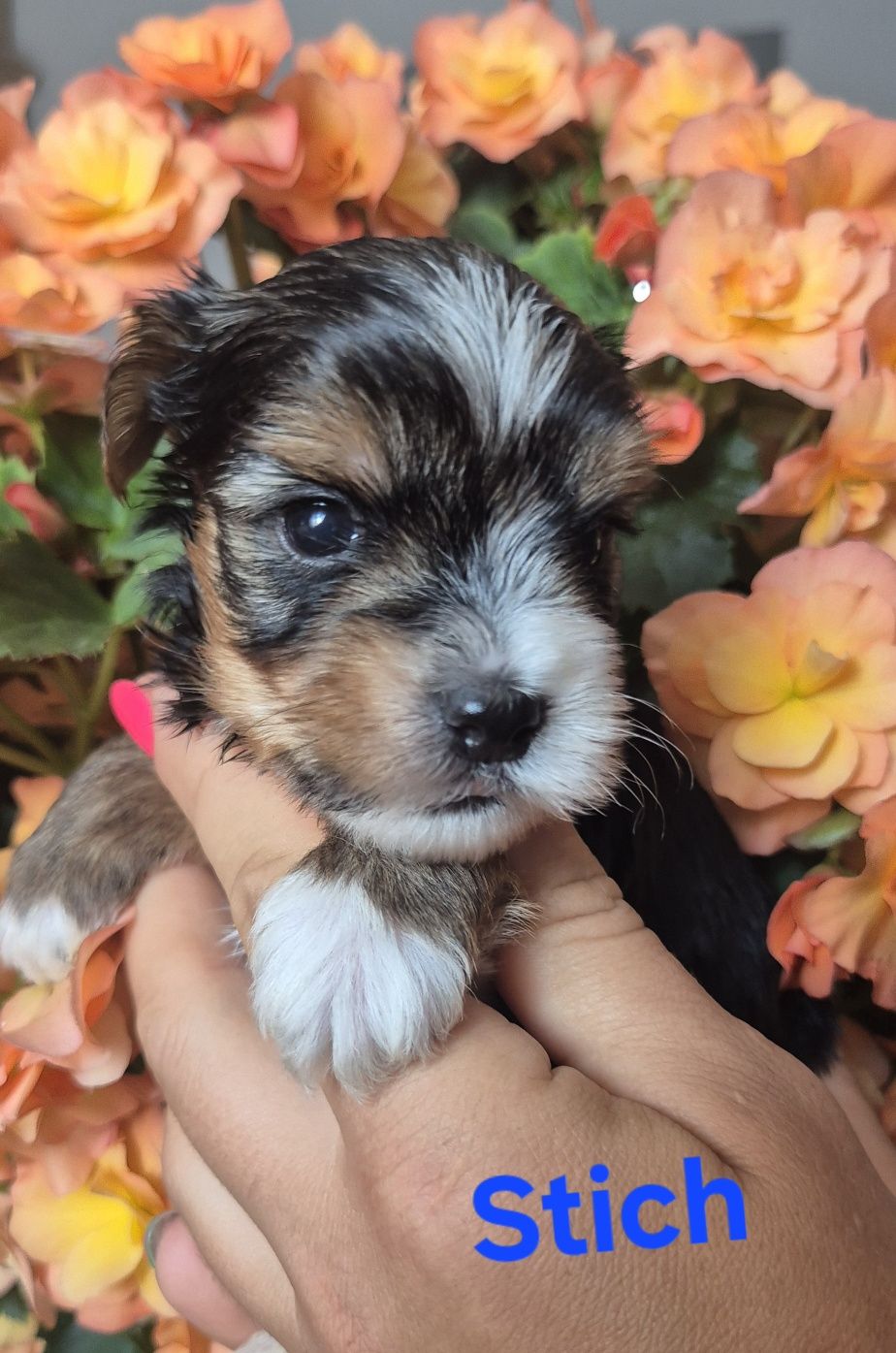 Do Rezerwacji Yorkshire terrier biewer Stich