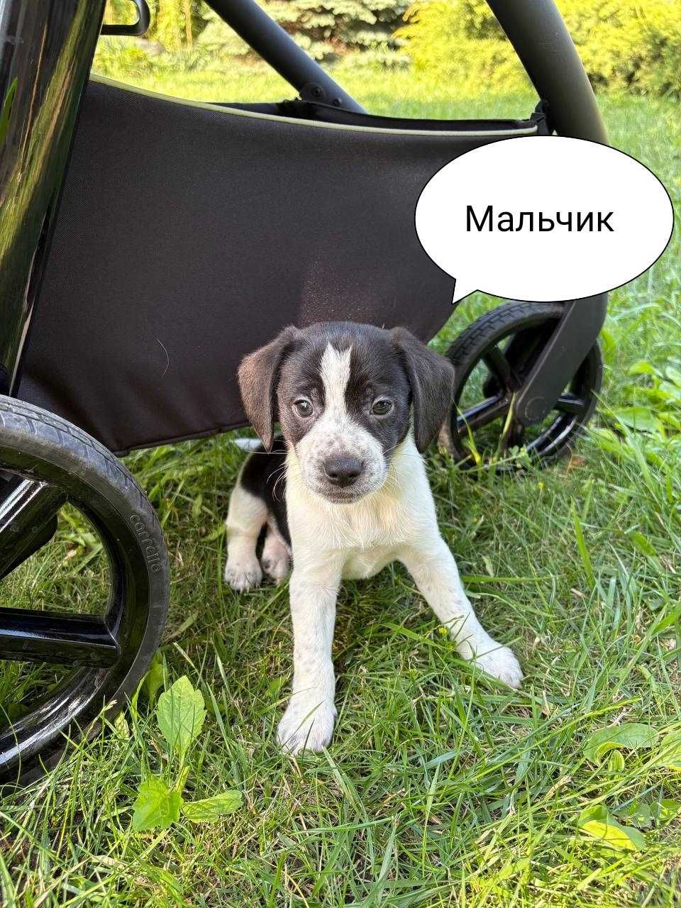 Щенки в добрые руки