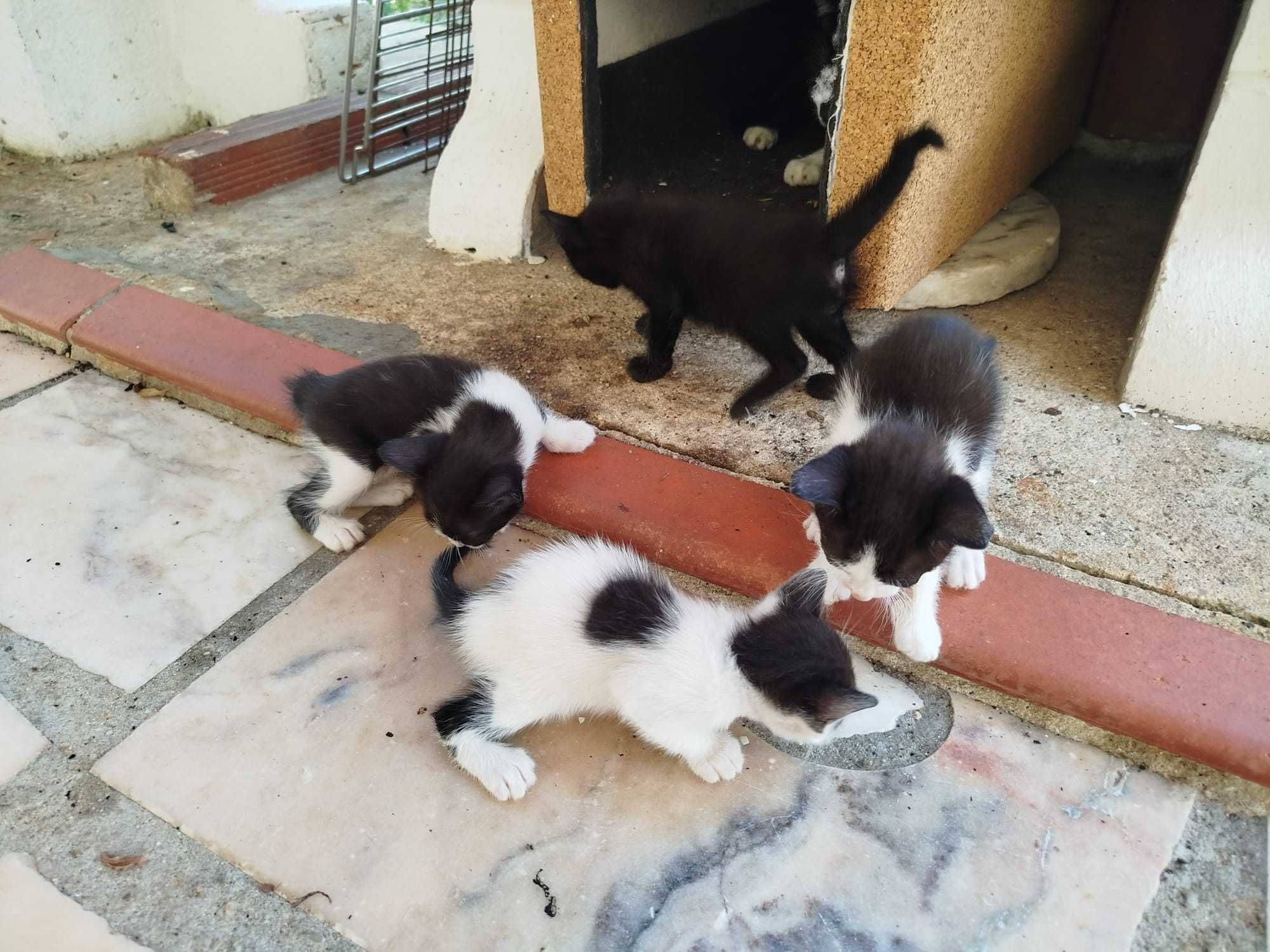 Gatinhos para dar