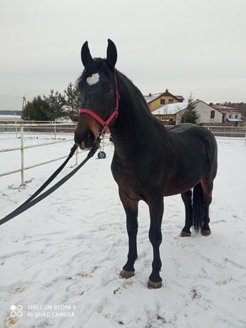 Ogier Śląski 3 letni