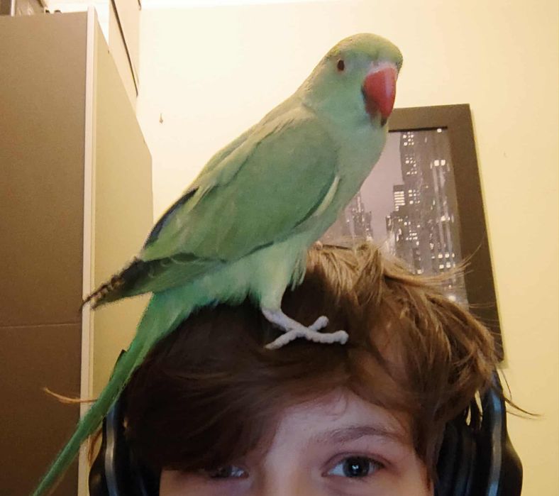 papuga zaginęła aleksandreta obrożna zielona a ogon niebieski