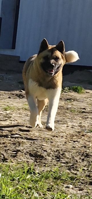 Akita Amerykanska FCI szczenie, piesek