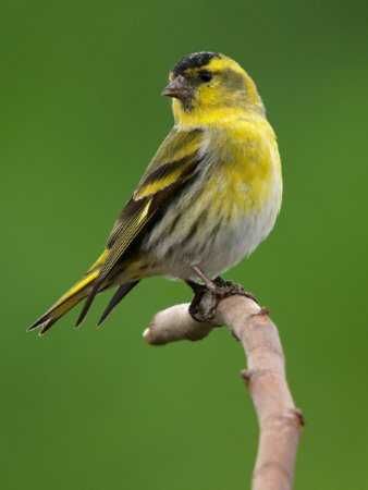 Aves  de Fauna anilhadas2024/2025