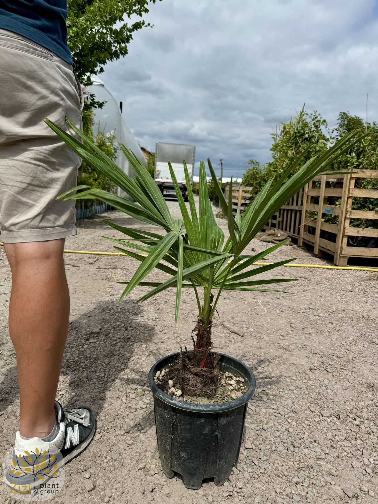 Szorstkowiec Fortunego, Trachycarpus fortunei, pień 5-10,15-20cm,palma