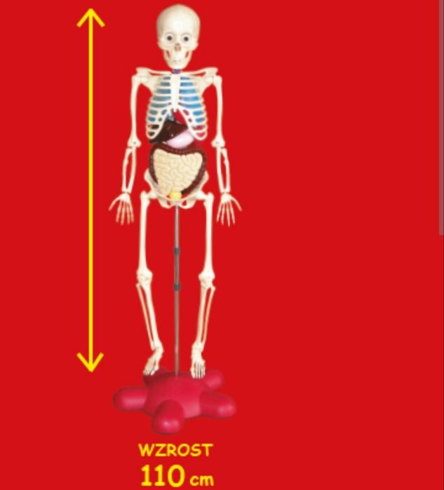 Kostek De Agostini - szkielet+mięśnie+układ pokarmowy