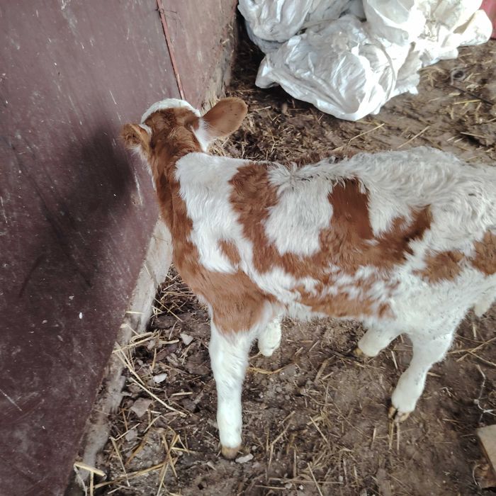 Byczek 3 sztuki ,  mieszaniec mięsny simental