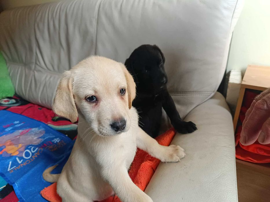 Labrador szczeniak [Bielsko-Biała]