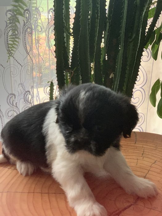 Pieski Shih Tzu o barwie Bicolor