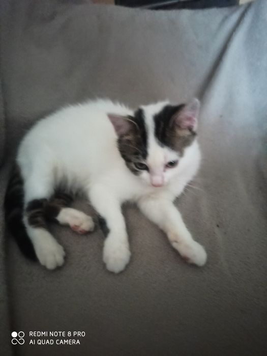 Oddam małego kotka