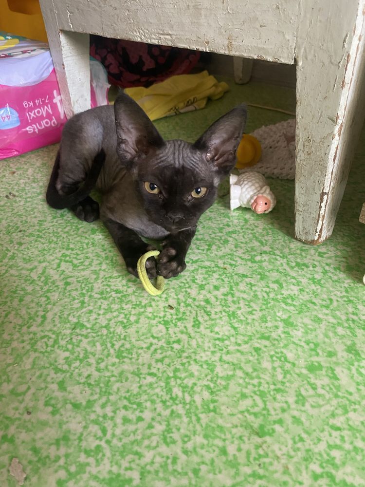 Котята девон рекс