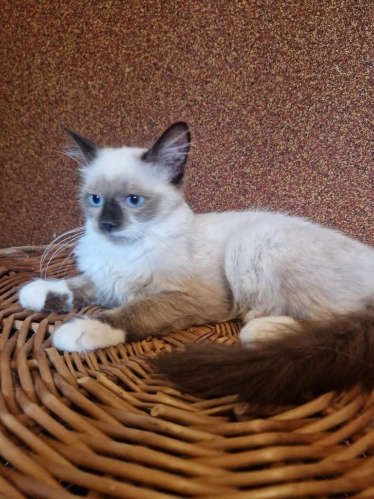 Kocurek ragdoll kot 4msc