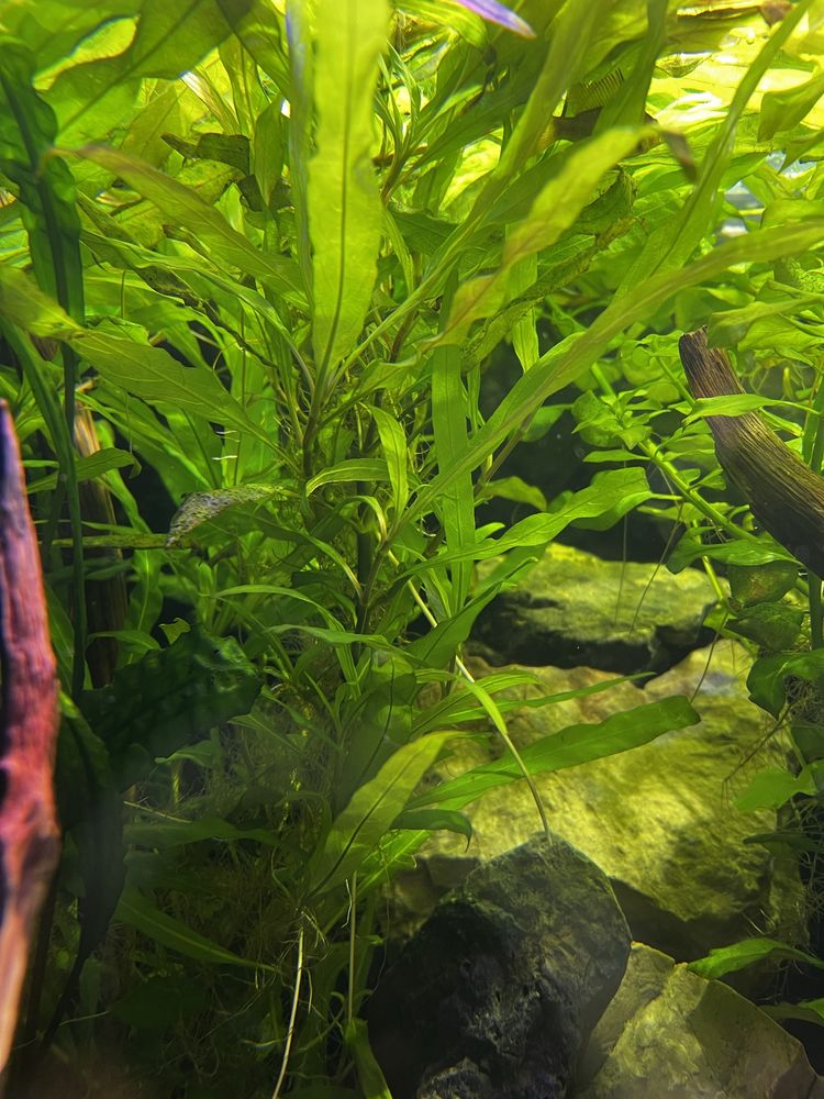 Rosliny Akwariowe Hygrophila