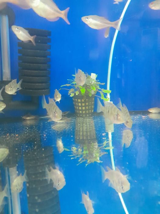 Acarichthys Heckelii  5-6 cm