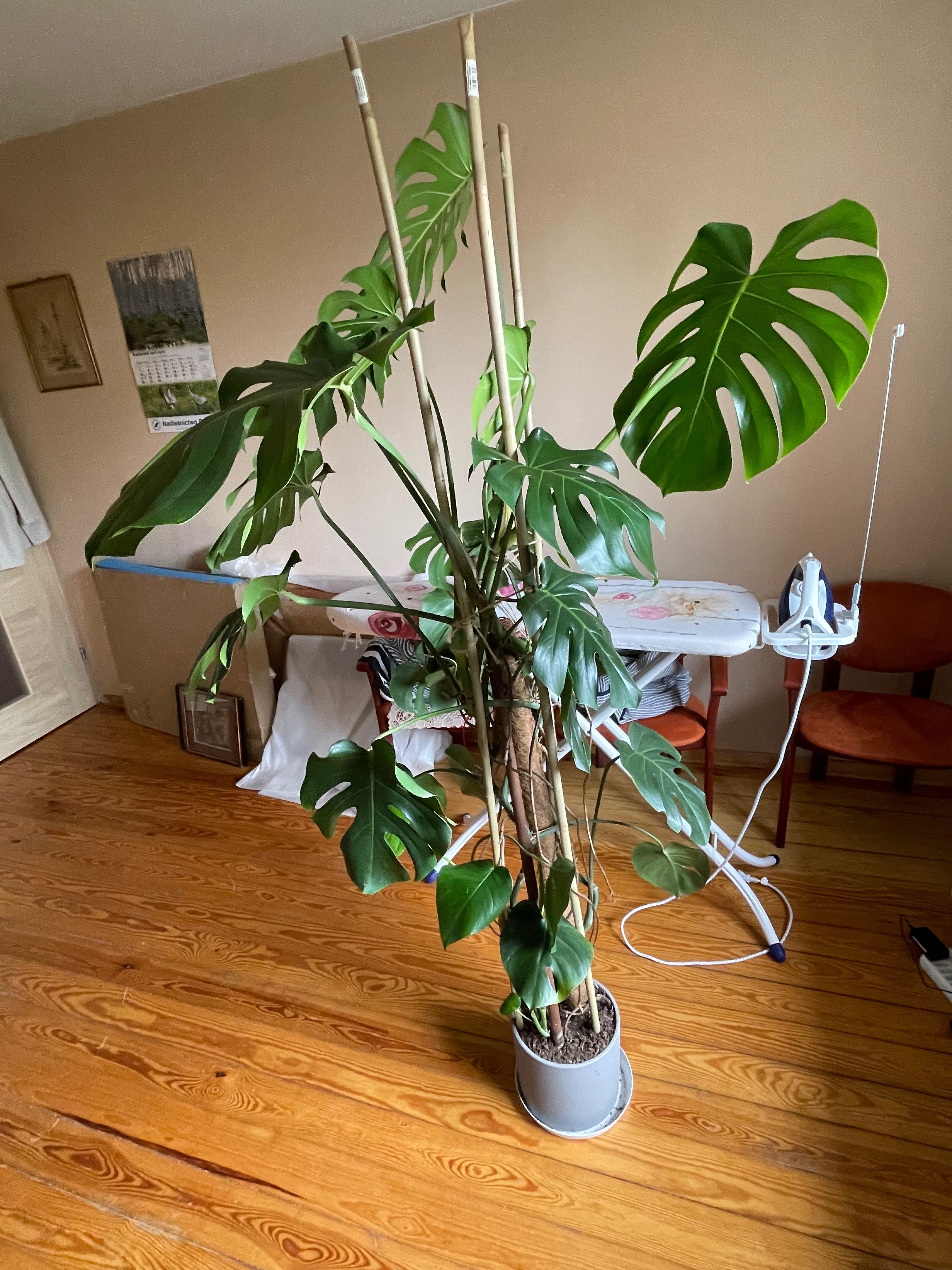Duża monstera w doniczce