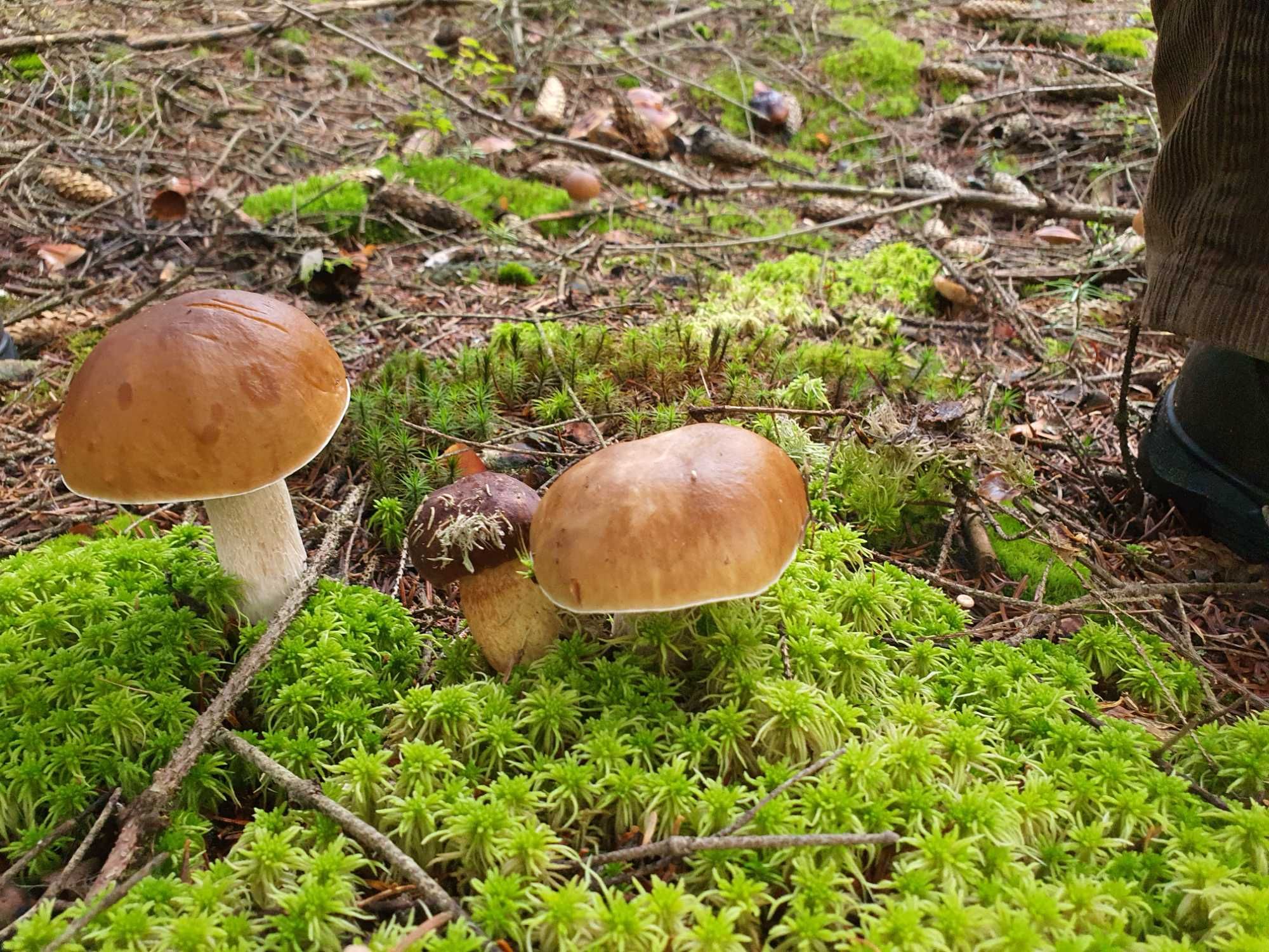 Grzyby suszone 85% borowik, 15% podgrzybek  ATEST