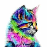 Malowanie Po Numerach Kot Kolory Obraz z Ramą 40x40