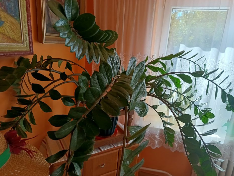 Kwiat donniczkowy.Zamiokulkas.