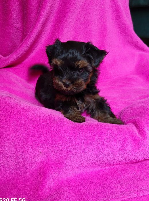 Yorkshire terrier sunia ciemne umaszczenie