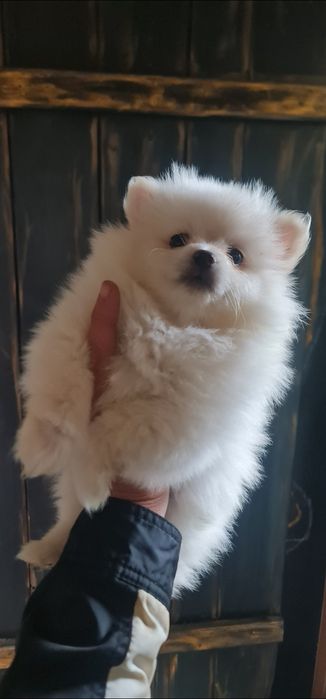 Pomeranian Boo suczka mini piękna jasna kremowa szczeniak szpic miniat